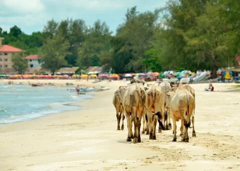 Cows on the beach Stock Photos