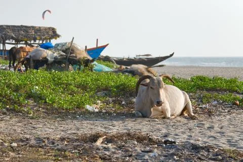 Cows on the beach Stock Photos