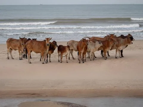 Cows on the beach Stock Photos