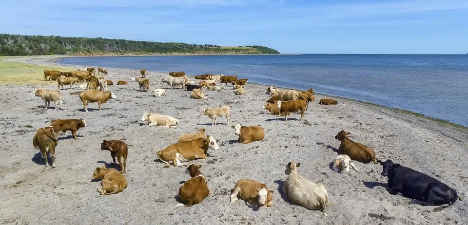 Cows on a beach Stock Photos