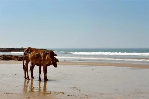 Cows on the beach 스톡 사진