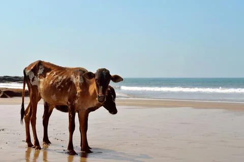 Cows on the beach Stock Photos