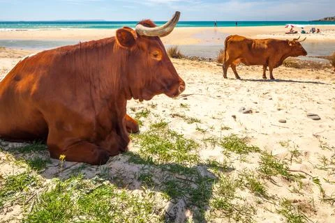 Cows on the Beach Stock Photos