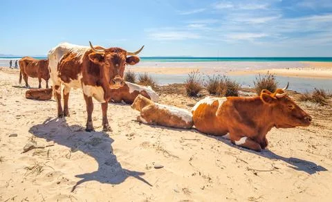 Cows on the Beach Stock Photos