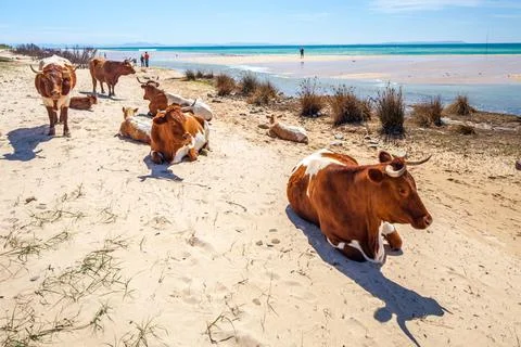 Cows on the Beach Stock Photos