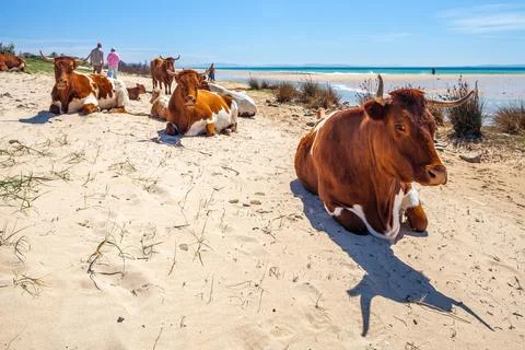 Cows on the Beach Foto stock