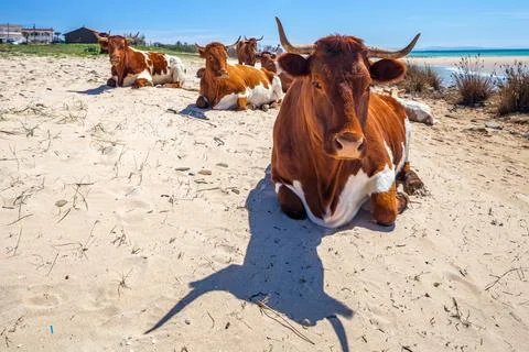 Cows on the Beach Stock Photos