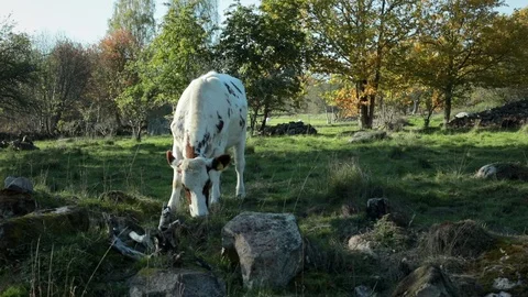 Cows on a beautiful grazing. Stock Footage 97459800