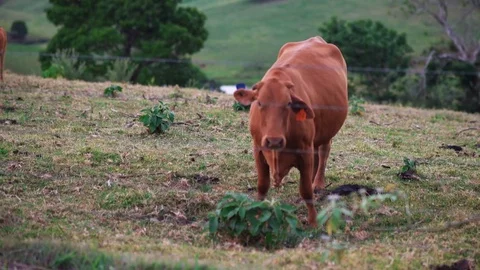 Cows Behind Cattle Fence on The Field Hill Free Range Queensland, Australia Stock Footage 75629268
