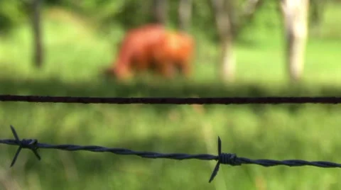 Cows behind fence 库存影片 1055142