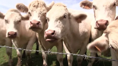 Cows behind a fence Stock Footage 76702066