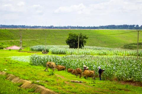 The cows behind a field of corn Stock Photos