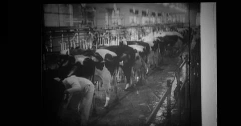 Cows being fed and milked Stock Footage 43503120