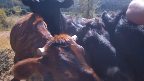 Cows Being Fed by a Farmer on a Dirt Path Stock Footage 95767428
