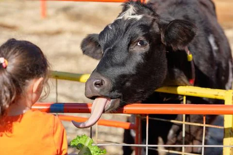Cows being hand fed in their pens at the farm fair exhibition Stock Photos