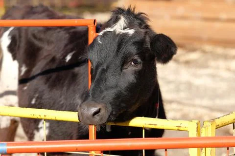 Cows being hand fed in their pens at the farm fair exhibition 写真素材