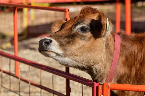 Cows being hand fed in their pens at the farm fair exhibition Stock Photos