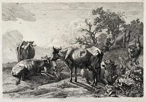 Cows being herded together at the bottom of a hill. Etching by P. Potter, 164 Ilustración de archivo