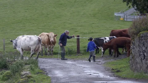 Cows being led back to pasture by a farmer and child in the countryside Stock Footage 325832253