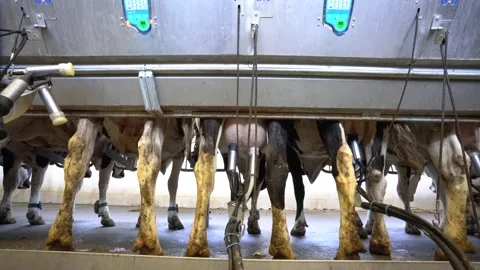 Cows being milked in an automated parlor Stock Footage 340519446