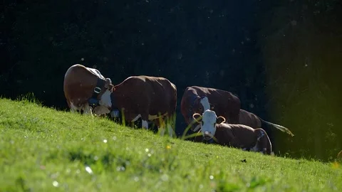 Cows being molested by lots of flies Stock Footage 145807263
