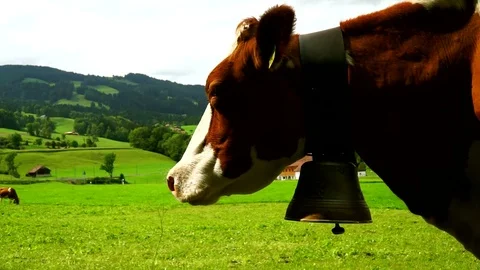 Cows with a bell grazing on Alpine meadows. Gruyeres, Switzerland. Stock Footage 82387232