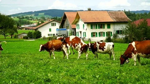 Cows with a bells grazing on Alpine meadows. Gruyeres, Switzerland. Stock Footage 82339177
