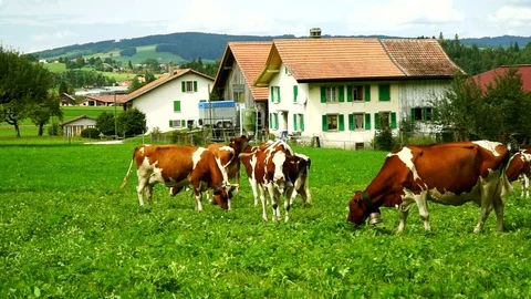 Cows with a bells grazing on Alpine meadows. Gruyeres, Switzerland. Stock Footage 82340674