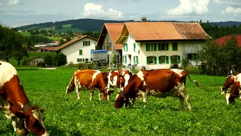 Cows with a bells grazing on Alpine meadows. Gruyeres, Switzerland. Stock Footage 82343019