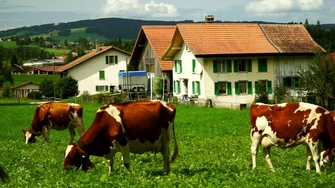 Cows with a bells grazing on Alpine meadows. Gruyeres, Switzerland. Stock Footage 82345699