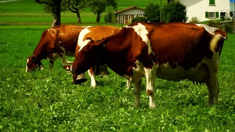Cows with a bells grazing on Alpine meadows. Gruyeres, Switzerland. Stock Footage 82347809