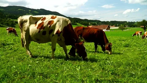 Cows with a bells grazing on Alpine meadows. Gruyeres, Switzerland. Stock Footage 82350067