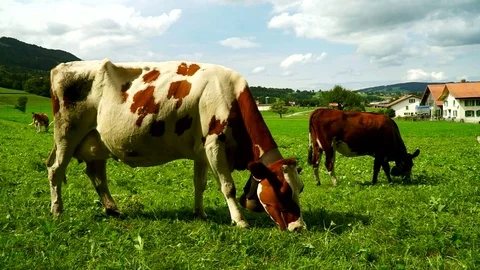 Cows with a bells grazing on Alpine meadows. Gruyeres, Switzerland. Stock Footage 82352873