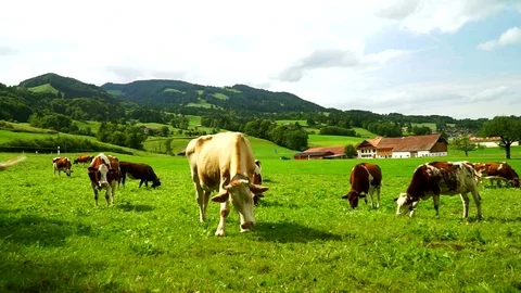 Cows with a bells grazing on Alpine meadows. Gruyeres, Switzerland. Stock Footage 82355465