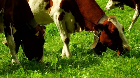 Cows with a bells grazing on Alpine meadows. Gruyeres, Switzerland. Stock Footage 82357644