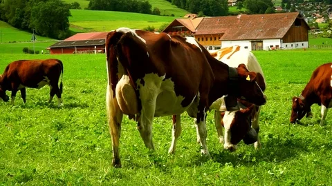 Cows with a bells grazing on Alpine meadows. Gruyeres, Switzerland. Stock Footage 82359473
