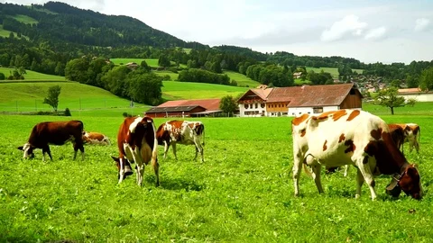 Cows with a bells grazing on Alpine meadows. Gruyeres, Switzerland. Stock Footage 82360778