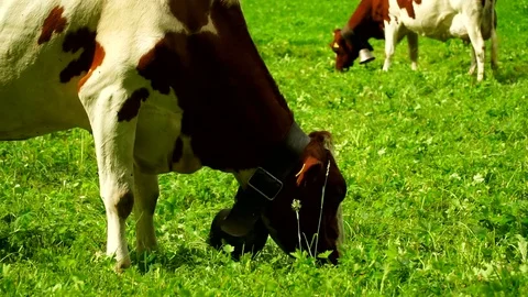 Cows with a bells grazing on Alpine meadows. Gruyeres, Switzerland. Stock Footage 82363105