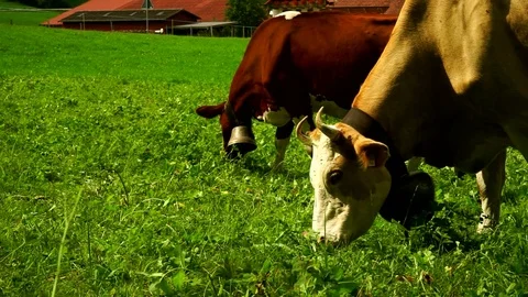 Cows with a bells grazing on Alpine meadows. Gruyeres, Switzerland. Stock Footage 82364152