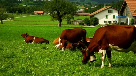 Cows with a bells grazing on Alpine meadows. Gruyeres, Switzerland. Stock Footage 82377938