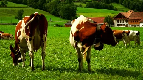 Cows with a bells grazing on Alpine meadows. Gruyeres, Switzerland. Stock Footage 82380349