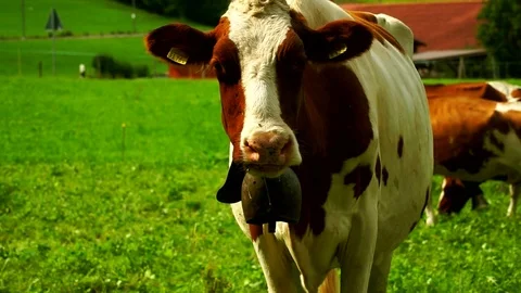 Cows with a bells grazing on Alpine meadows. Gruyeres, Switzerland. Stock Footage 82381196