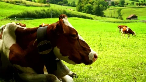 Cows with a bells grazing on Alpine meadows. Gruyeres, Switzerland. Stock Footage 82384121