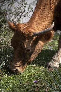 Cows belong in fields. Young brown cow heat out in free range green pasture,  Stock Photos