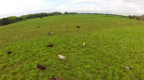 Cows in a big field eating grass in the afternoon Stock Footage 41825616
