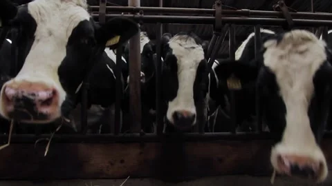 Cows black and white Stock Footage 142581610