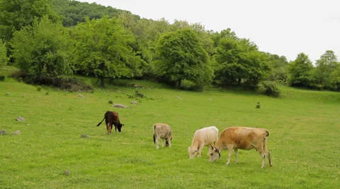 Cows bleating and grazing on a pasture Stock Footage 33878294