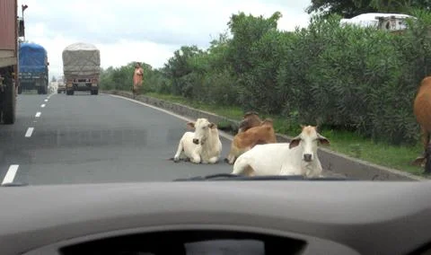Cows blocking traffic by laying in the road in India Stock Photos