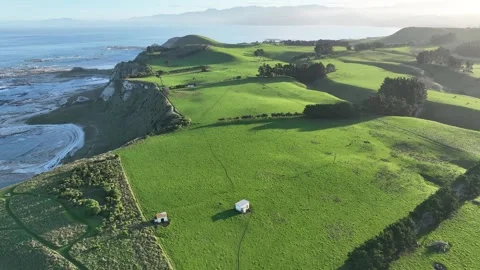 Cows, blue ocean, blue sky Video stock 245055936