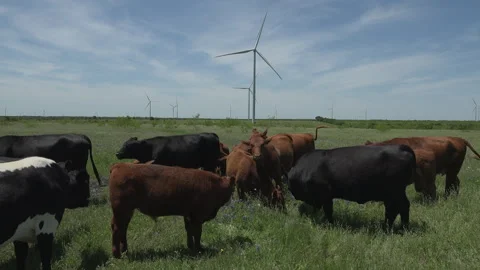 Cows in bluebonnets with cluster of wind turbines in background, 4K. Stock Footage 241547285